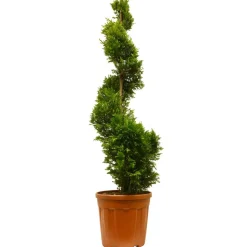 Gelbe Baumzypresse 'Gold Rider' Spirale, 40 cm Topf