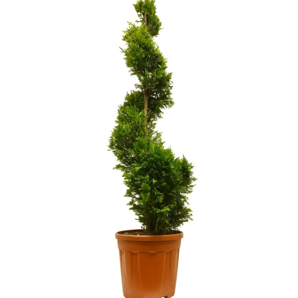 Gelbe Baumzypresse 'Gold Rider' Spirale, 40 cm Topf
