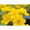Gelbe Sumpfdotterblume, 9 x 9 cm Topf, 3er-Set