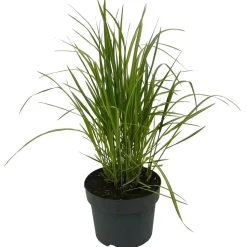 Gelbgestreiftes Reitgras 'Eldorado' 19 cm Topf