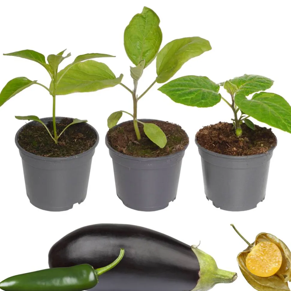 Gemüse-Mix 9 cm Topf, 3er-Set