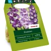 Gladiolen 'Ocean Partner' blau 21 Zwiebeln