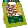 Gladiolen 'Sunshine Partner' Mischung 21 Zwiebeln