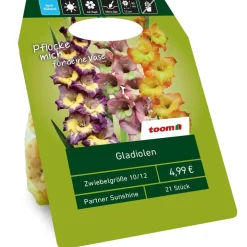 Gladiolen 'Sunshine Partner' Mischung 21 Zwiebeln