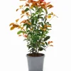 Glanzmispel 'Carré Rouge' Busch 17 cm Topf