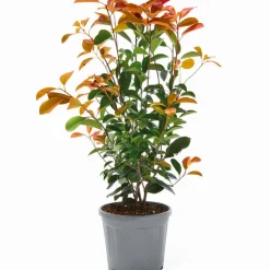 Glanzmispel 'Carré Rouge' Busch 17 cm Topf