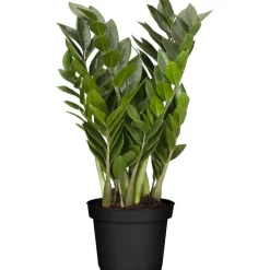 Glücksfeder 14 cm Topf