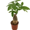 Glückskastanie dicker Stamm 12 cm Topf