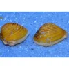 Goldene Körbchenmuschel 'Corbicula javanicus'