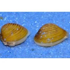 Goldene Körbchenmuschel 'Corbicula javanicus'