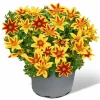 Goldmarie 'Tiger Bee' 12 cm Topf