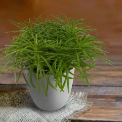 Greiskraut "Himalaya"