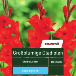 Großblumige Gladiolen 'Gladiolus', 10 Stück, rot