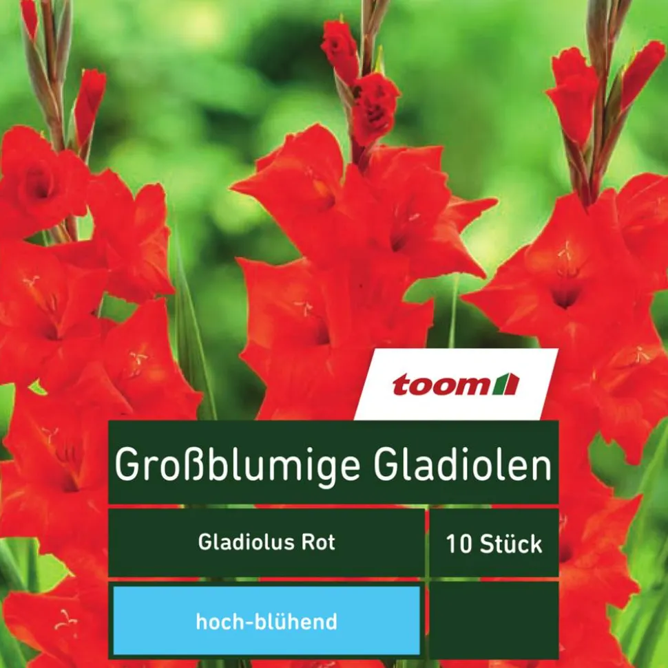 Großblumige Gladiolen 'Gladiolus', 10 Stück, rot