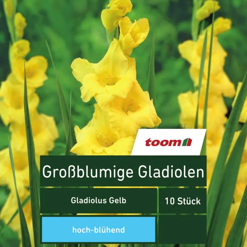 Großblumige Gladiolen 'Gladiolus', 10 Stück, gelb