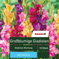 Großblumige Gladiolen 'Gladiolus Mischung', 10 Stück, mehrfarbig