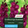 Großblumige Gladiolen 'Gladiolus', 10 Stück, blau
