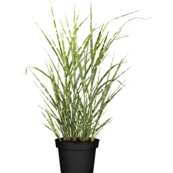 Gräser verschiedene Sorten 23 cm Topf