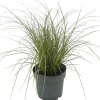 Gräser verschiedene Sorten 14 cm Topf