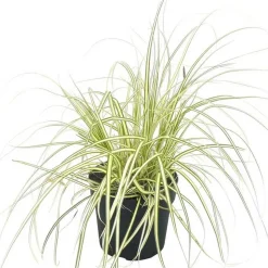 Gräser verschiedene Sorten 14 cm Topf