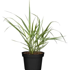 Gräser verschiedene Sorten 11 cm Topf