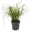 Gräser verschiedene Sorten 14 cm Topf