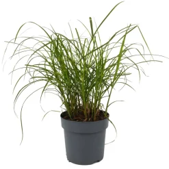 Gräser verschiedene Sorten 14 cm Topf