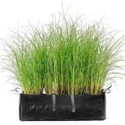 Gräserhecke Chinaschilf 'Gracillimus' in Pflanztasche 100 x 50 cm