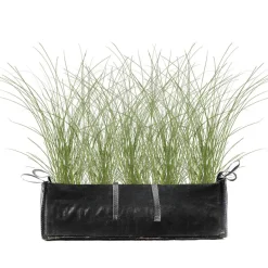 Gräserhecke Garten-Reitgras 'Karl Foerster' in Pflanztasche 100 x 50 cm