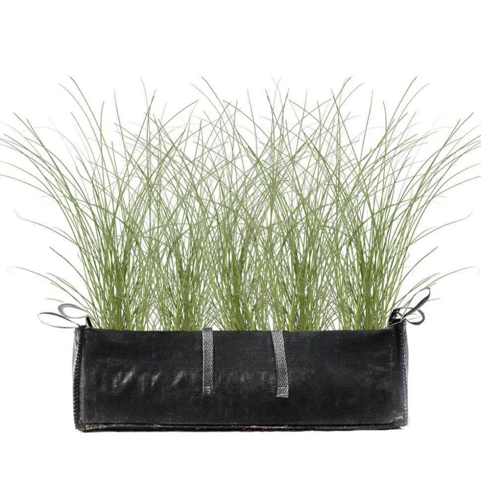 Gräserhecke Garten-Reitgras 'Karl Foerster' in Pflanztasche 100 x 50 cm