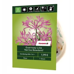 Guernsey-Lilie 'Nerine Bowdenii' 1 Stück