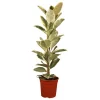 Gummibaum verschiedene Sorten 17 cm Topf