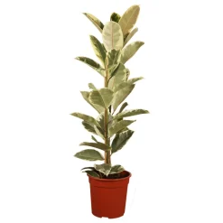 Gummibaum verschiedene Sorten 17 cm Topf