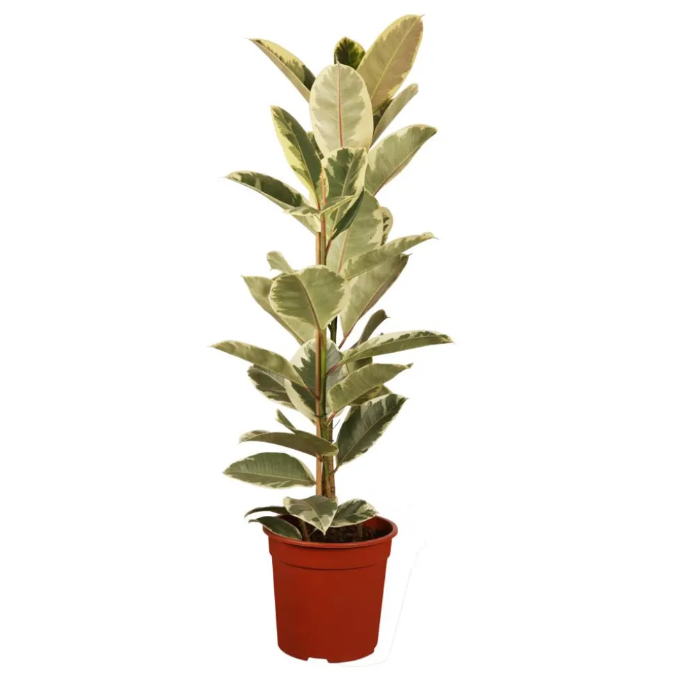 Gummibaum verschiedene Sorten 17 cm Topf