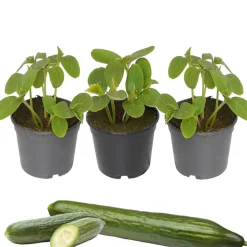 Gurken-Mix 9 cm Topf, 3er-Set