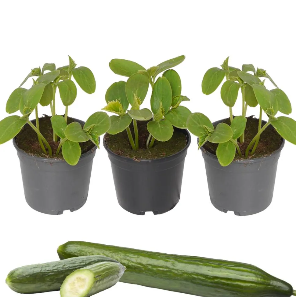 Gurken-Mix 9 cm Topf, 3er-Set