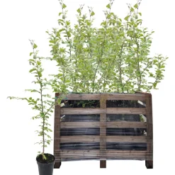 Hainbuche 125-150 cm 50 Stück