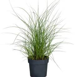 Halbhohes Chinaschilf 'Red Chief' 19 cm Topf