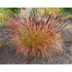 Halbhohes Chinaschilf 'Red Chief' 19 cm Topf