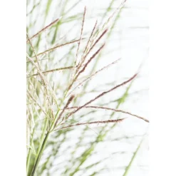Halbhohes Chinaschilf 'Red Chief' 19 cm Topf