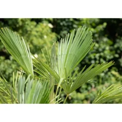 Hanfpalme 100 cm, 32 cm Topf