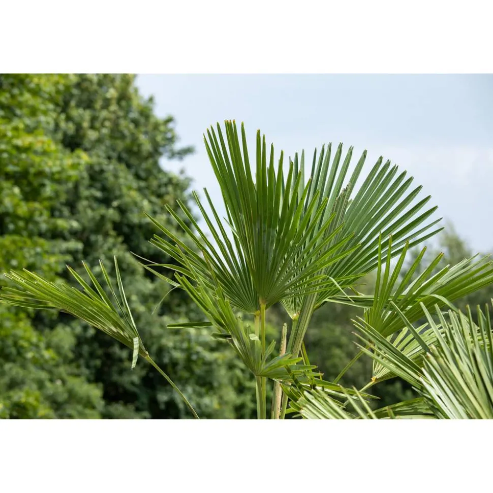 Hanfpalme 150 cm, 44 cm Topf