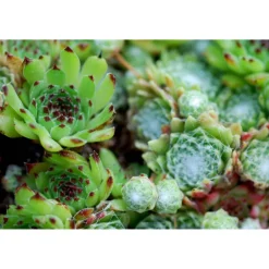 Hauswurz 6er-Tray