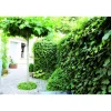 Hecke am laufenden Meter® Efeu 'Woerneri' 100 x 120 cm