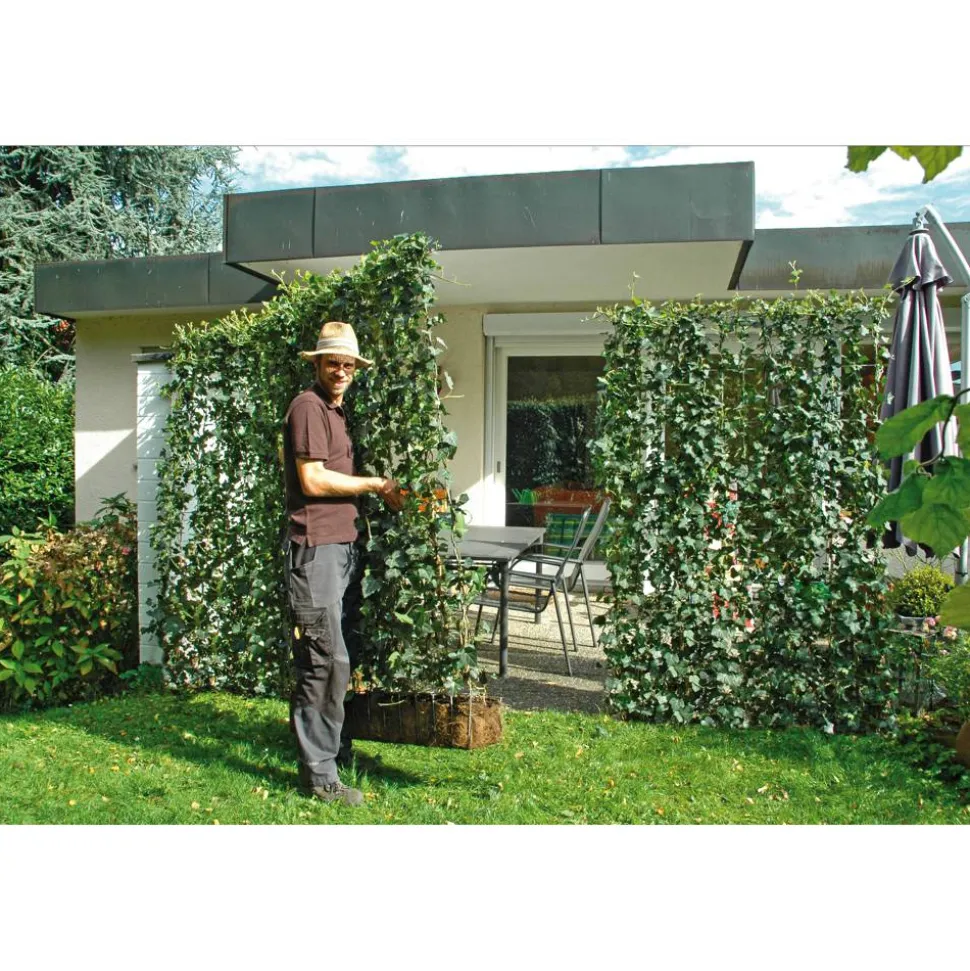 Hecke am laufenden Meter® Efeu 'Woerneri' 100 x 120 cm
