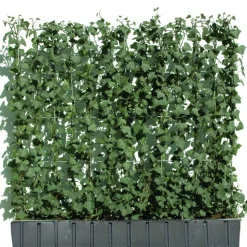 Hecke am laufenden Meter® Efeu 'Woerneri' 100 x 120 cm