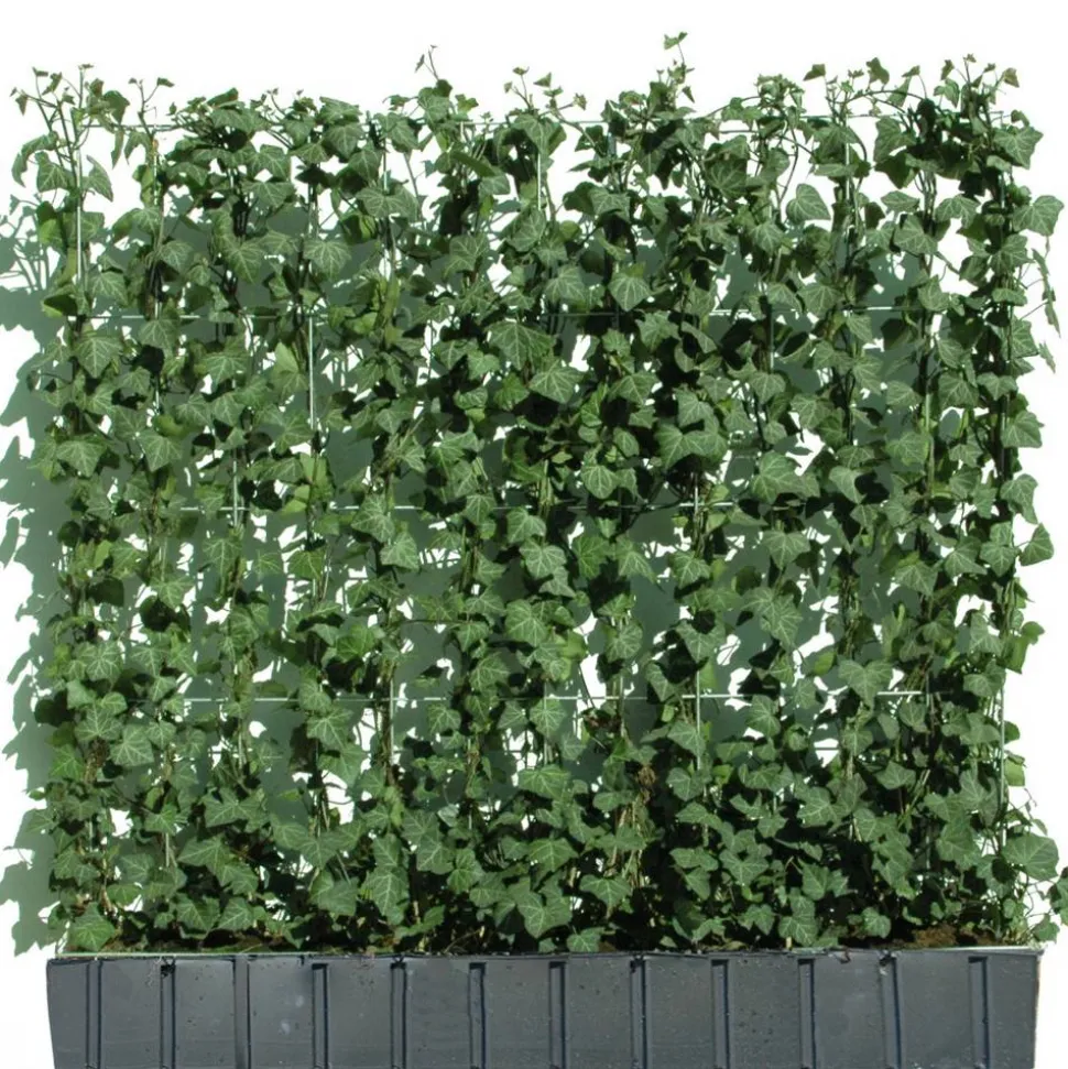 Hecke am laufenden Meter® Efeu 'Woerneri' 100 x 120 cm