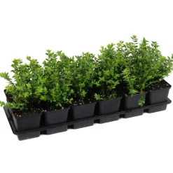 Heckenmyrte 9 cm Topf, 12er-Set