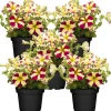 Herzpetunie 'Queen of Heart® Amore' verschiedene Farben 12 cm Topf, 5er-Set