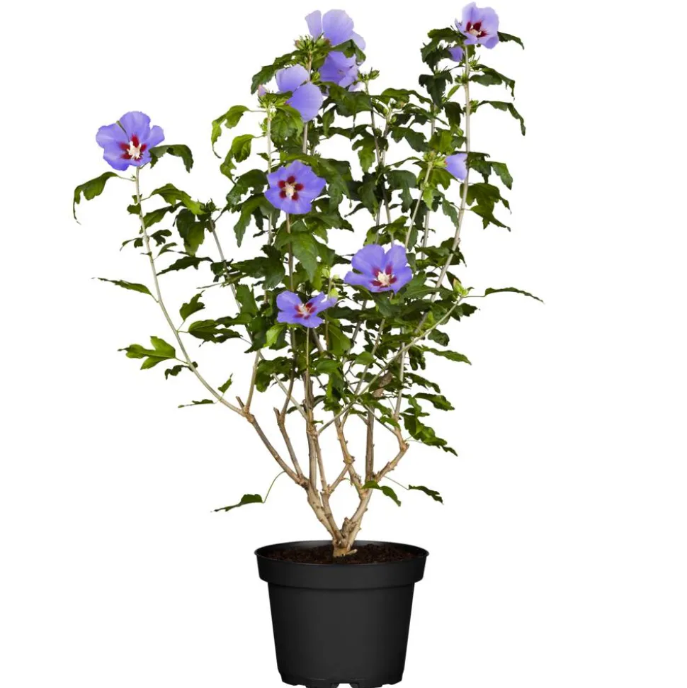 Hibiskus blau 19 cm Topf